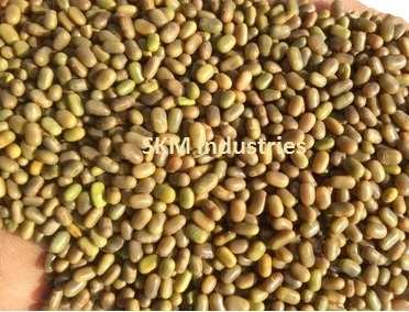 Green dhaincha seeds